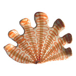 shell front view